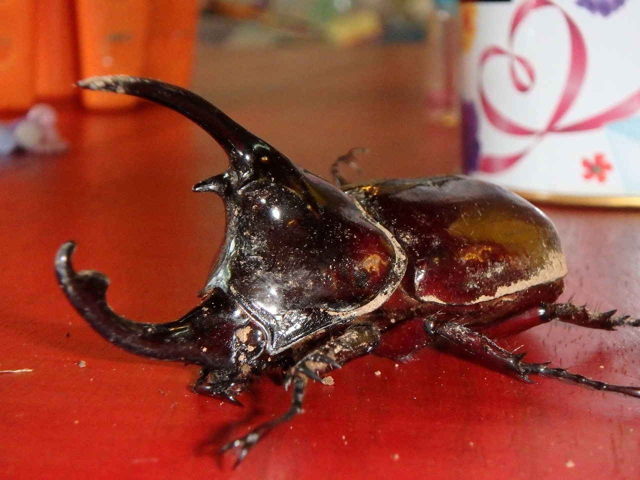 カブトムシが出てきました！ | Mini Africa, カメルーンでの生活（大野